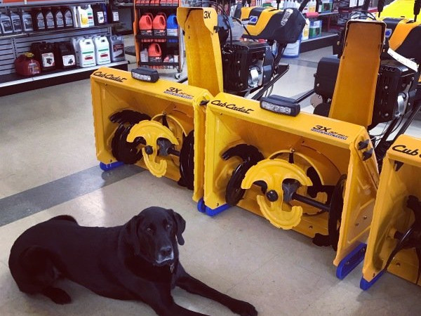 A black Labrador lies on the showroom floor of Greene County Power Equipment in Greenville, NY, in front of bright yellow Cub Cadet 3X snow blowers with powerful augers. Shelves stocked with various equipment supplies and accessories are visible in the background.